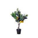 Zitronenbaum im Topf S