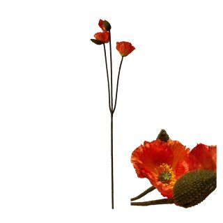 Blumenst&auml;ngelmohn