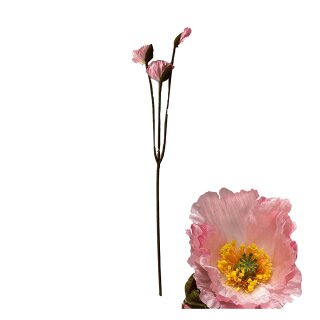 Blumenst&auml;ngelmohn