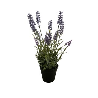Lavendel im Topf