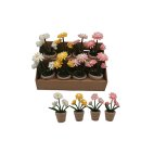Gefilztes Gänseblümchen Displaybox (8/Dispay)