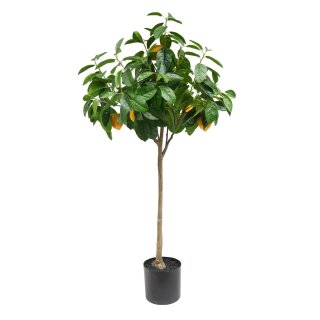 Zitronenbaum im Topf L