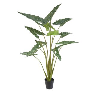 Alocasia im Topf