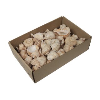 Muschelbox Chirattai