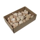 Muschelbox Chirattai
