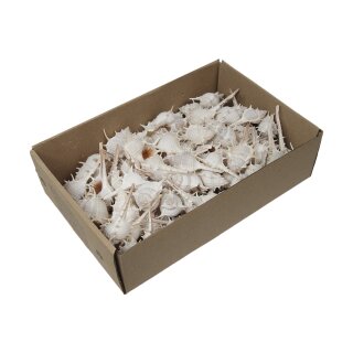 Muschelbox Kata Chimman