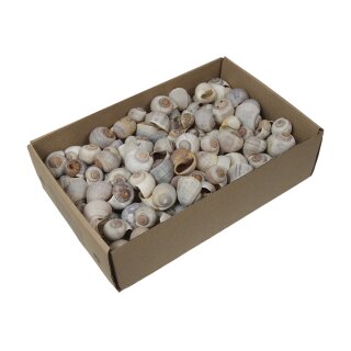 Muschelbox Nattai shells