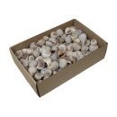 Muschelbox Nattai shells