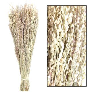 Phalaris BigBund
