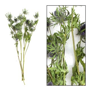 Eryngium BigBund