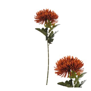 Chrysantheme Spider