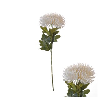 Chrysantheme Spider