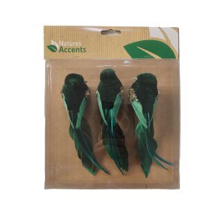 Vogel Chippie auf Clip