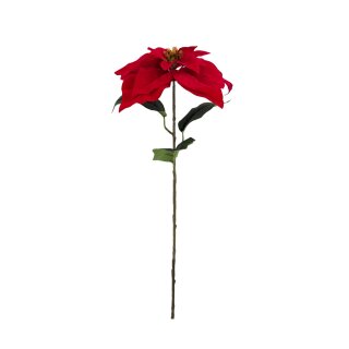 Bl&uuml;tenstiel Poinsettia