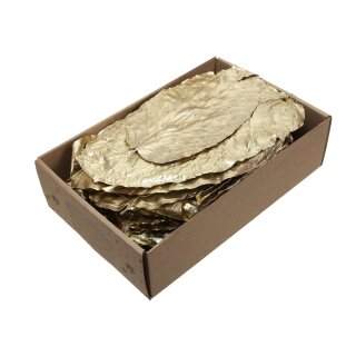 Goldblatt Shorea in Box L