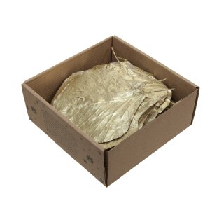 Goldblatt Shorea in Box S