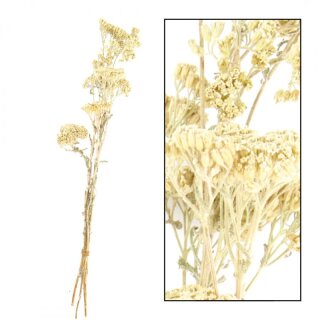 Achillea wild BigBund