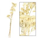 Achillea wild BigBund
