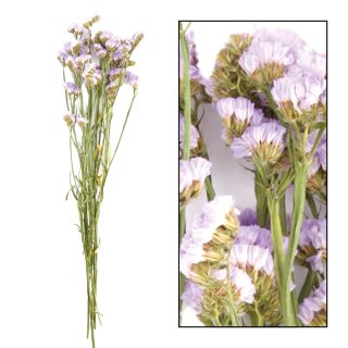 Statice sinuata BigBund