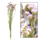 Statice sinuata BigBund