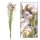 Statice sinuata BigBund