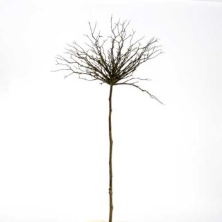 Pappelge&auml;st 100cm