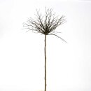 Pappelge&auml;st 100cm