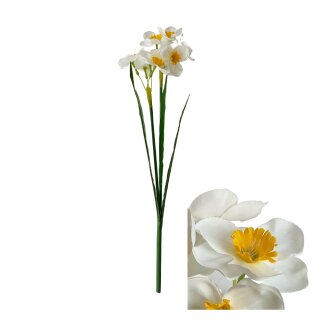 Blumenstiel Narzisse