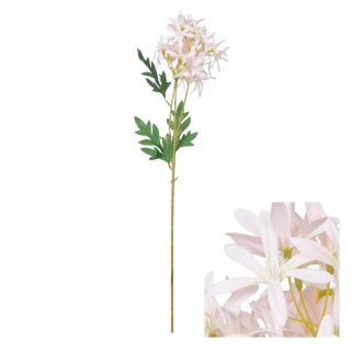 Blumenstiel Agapanthus