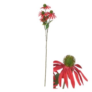 Blumenstiel Rudbeckia