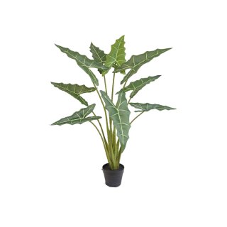 Alocasia im Topf 120cm