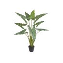 Alocasia im Topf 120cm