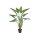 Alocasia im Topf 120cm