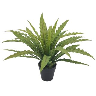 Nestfarn im Topf 55cm