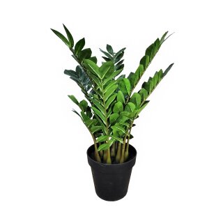 Gl&uuml;cksfeder im Topf 65cm
