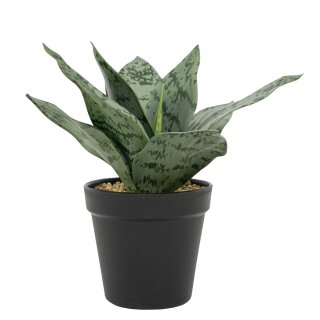 Bogenhanf im Topf 25cm
