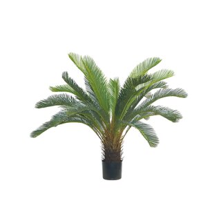 Cycas im Topf 110cm