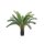 Cycas im Topf 110cm