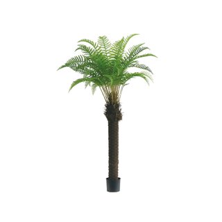 Baumfarn im Topf 210cm