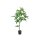 Pachira Aquatica im Topf 110cm