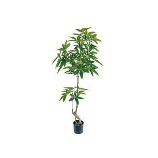 Pachira Aquatica im Topf 150cm