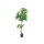 Pachira Aquatica im Topf 150cm