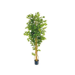 Ficus im Topf 190cm