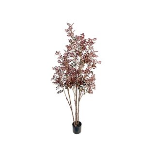 Loropetalum im Topf 180cm