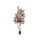 Loropetalum im Topf 180cm