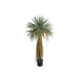 Yucca im Topf 120cm