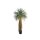 Yucca im Topf 120cm