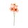 Blumenstiel G&auml;nsebl&uuml;mchen