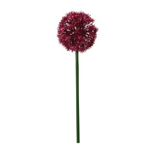 Blumenstiel Allium