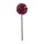 Blumenstiel Allium